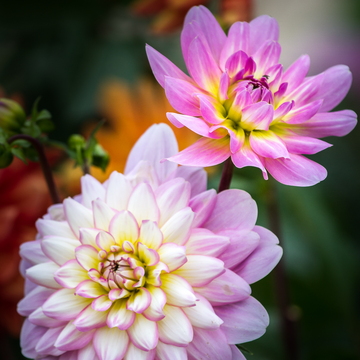 Flore