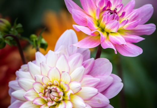 Flore