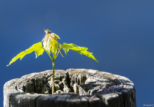 Faune